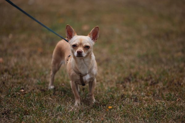 Transform Your Fiat 500 with a Custom Leather Interior for Unmatched Luxury